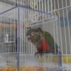 Hündin 05 Monate alt Maroon Bellied Conure zu verkaufen