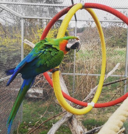 Rüde 24 Monate alter Harlekin-Ara-Papagei zu verkaufen