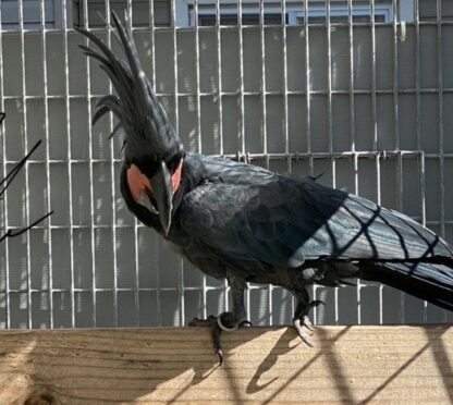 Weibliche schwarze Palmkakadus zu verkaufen