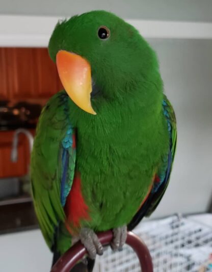 Männlicher 12 Monate alter Solomon Eclectus Papagei zu verkaufen