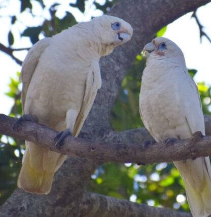 Männlich 3 Monate alter Kakadu mit bloßen Augen zu verkaufen