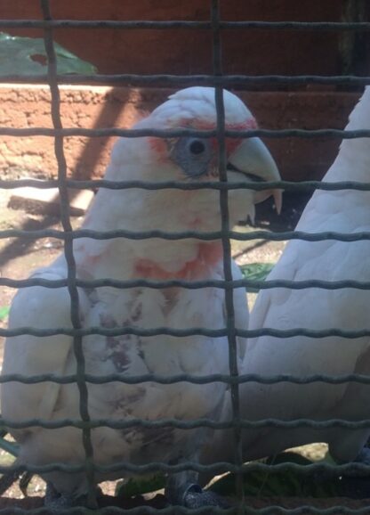 Männliche 12 Monate alte Langschnabel-Corella-Kakadu-Papageien zu verkaufen