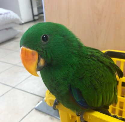 Männlicher 06 Monate alter Solomon Eclectus Papagei zu verkaufen