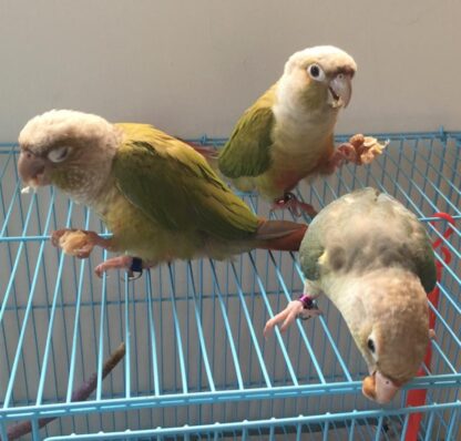 Männlich, 03 Monate alt, zimtgrüner Cheeked Conure zu verkaufen