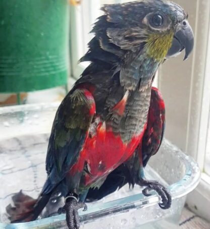 Weibchen 01 Monate alt Crimson Bellied Conure zu verkaufen