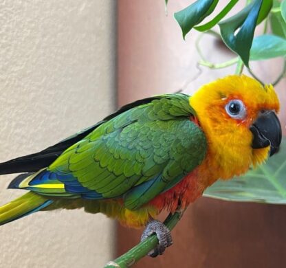 Rüde 05 Monate alter Rüde Jenday Conure zu verkaufen