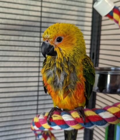 Rüde 01 Monate alter Rüde Jenday Conure zu verkaufen