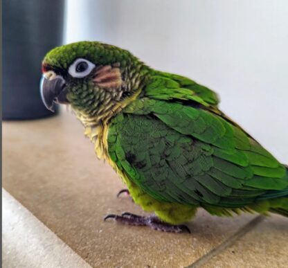 Rüde 05 Monate alt Maroon Bellied Conure zu verkaufen