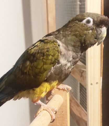 Rüde 06 Patagonian Conure Zu verkaufen