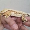 tricolor crested gecko For sale - tiere-kaufen.com
