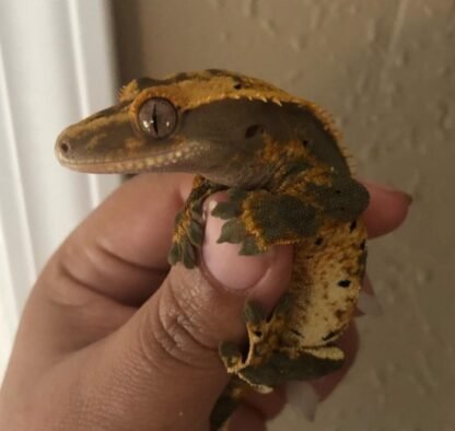 Harlekin Dalmatiner Schopfgecko zu verkaufen - Image 2