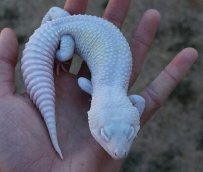 Tangerine Albino super riesiger Leopardgecko zu verkaufen