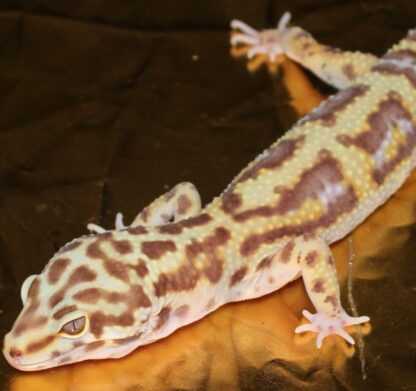 Inferno-Leopardgecko zu verkaufen - Image 2