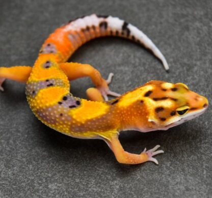 Inferno-Leopardgecko zu verkaufen - Image 3