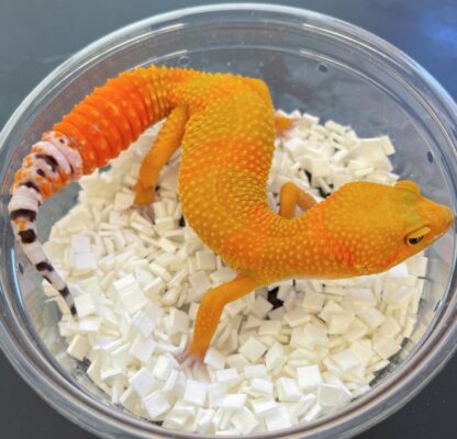 Karottenschwanz-Leopardgecko zu verkaufen - Image 2