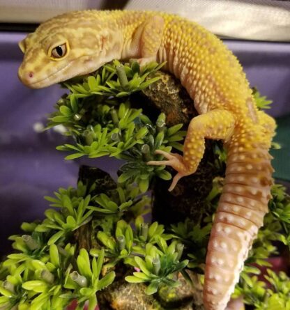 Leukistischer Leopardgecko zu verkaufen - Image 3