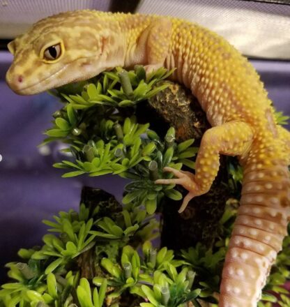 Leukistischer Leopardgecko zu verkaufen