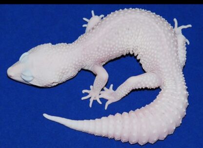 Super Schneeleopard Gecko zu verkaufen