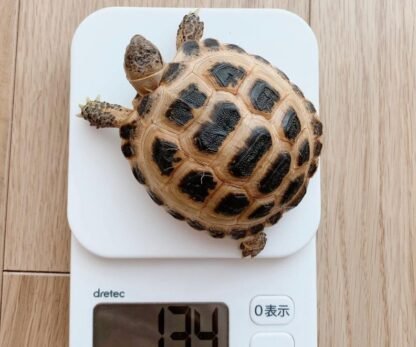 Russische Schildkröte zu verkaufen - Image 2