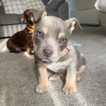 LOKI : Männliche Pocket Bully Welpe zu verkaufen