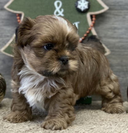 Lionel: Männliche Shih Tzu Welpen zu verkaufen