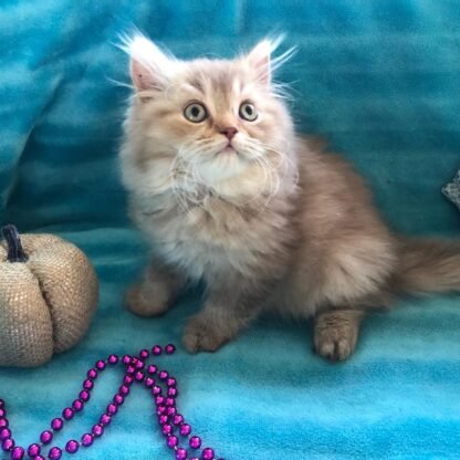 Munchkin Katzen zu verkaufen - Image 2