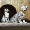 Savannah Katzen zu verkaufen ( F1 , F2 , F3 , F4 , F5 , F6 , F7) - Image 3
