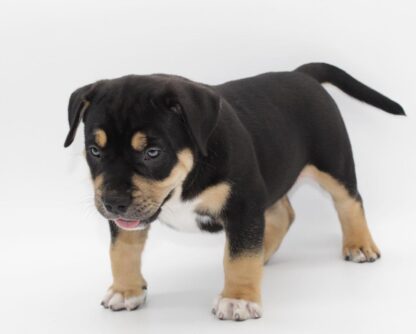 Raven : Weibliche American Bully Welpe zu verkaufen - Image 3