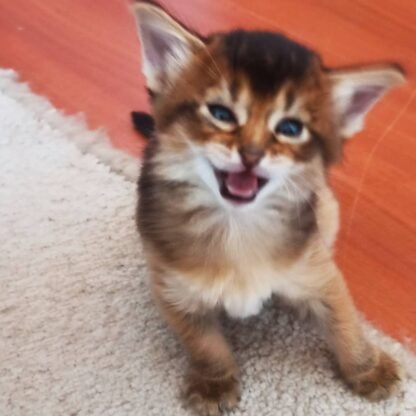 Pepper: Weiblich somali katze kaufen