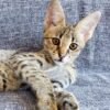 Livia: Weiblich  F1 Savannah Katzen zu verkaufen - tiere-kaufen.com - Image 2