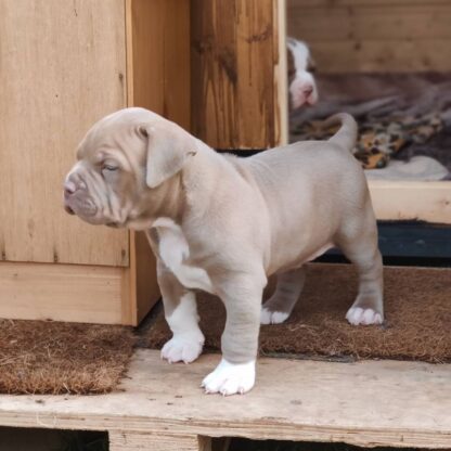 Max : Männliche American Bully Welpe zu verkaufen - Image 2