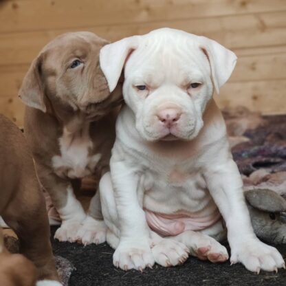 Max : Männliche American Bully Welpe zu verkaufen - Image 4