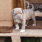 Max : Männliche American Bully Welpe zu verkaufen