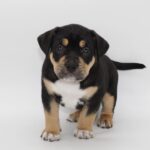 Raven : Weibliche American Bully Welpe zu verkaufen