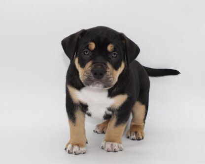 Raven : Weibliche American Bully Welpe zu verkaufen