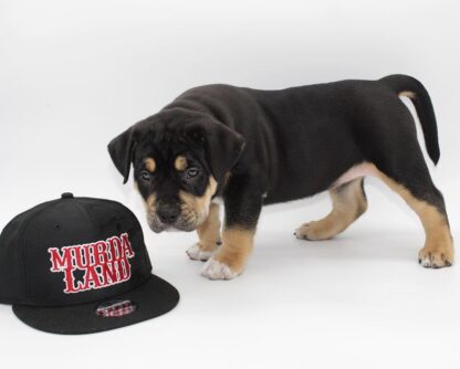 Raven : Weibliche American Bully Welpe zu verkaufen - Image 4