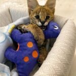 Fiji: Männlich F1 Savannah Katzen zu verkaufen - tiere-kaufen.com