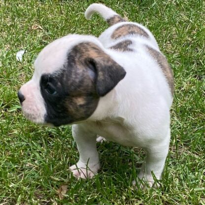 Aspen: Weibliche American Bulldogge zu verkaufen