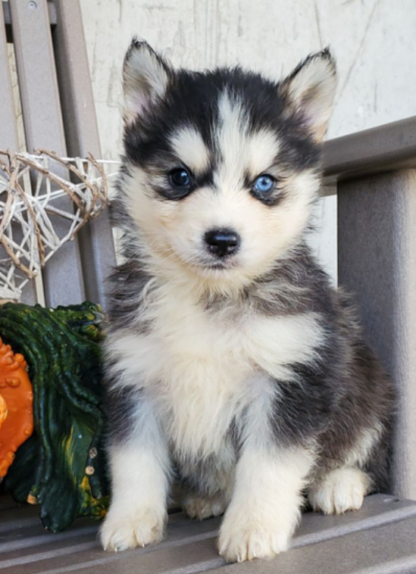 Pomsky Welpen kaufen