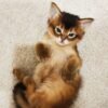 Pepper: Weiblich somali katze kaufen - Image 3
