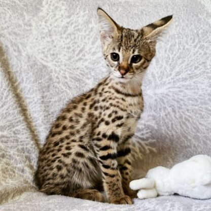 Livia: Weiblich  F1 Savannah Katzen zu verkaufen - tiere-kaufen.com - Image 4