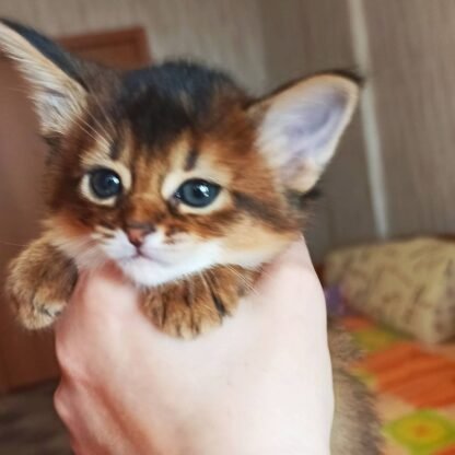 Sorrel: Männlich somali katze kaufen - Image 3