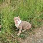 Shiva : Weibliche American Bully Welpe zu verkaufen