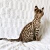 Livia: Weiblich  F1 Savannah Katzen zu verkaufen - tiere-kaufen.com - Image 5