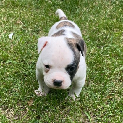 Aspen: Weibliche American Bulldogge zu verkaufen - Image 2