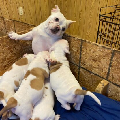 Ajax: Männliche American Bulldog Welpe zu verkaufen - Image 3