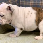 Angel : Weibliche englisch Bulldogge Welpen zu verkaufen