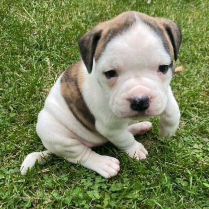 Aspen: Weibliche American Bulldogge zu verkaufen - Image 4