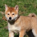 Carolina: Weibliche Shiba Inu Welpe zu verkaufen