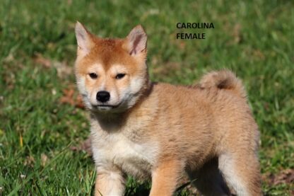 Carolina: Weibliche Shiba Inu Welpe zu verkaufen